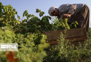 برداشت غوره، مروارید سبز در شهرستان کارون